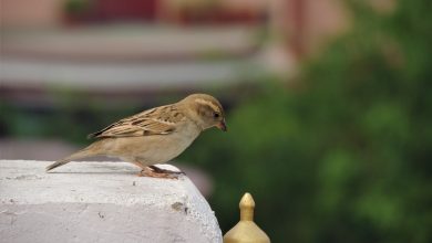 Photo of  गौरैया का घोंसला