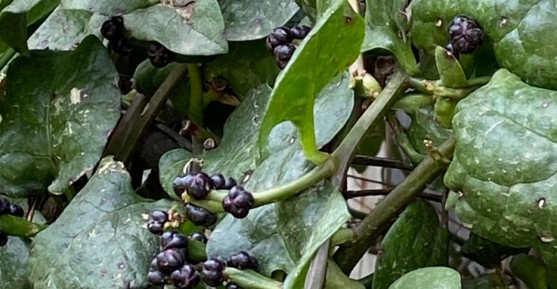 pic of vegetable leaves