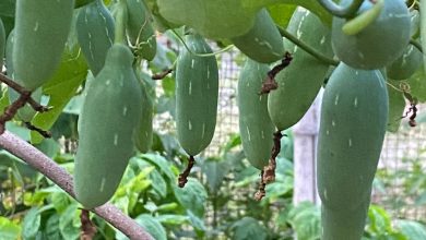 Photo of बड़े फ़ायदे का कूदरु