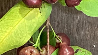 Photo of मेरे गार्डेन में Rose Apple- बृजलाल