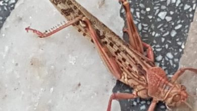 Photo of प्रयागराज में टिड्डी दल  का हमला