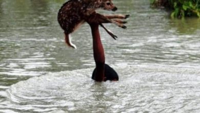 Photo of असम में बाढ़ का प्रकोप अपने चरम पर