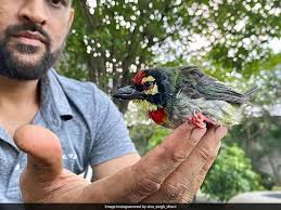 M S Dhoni with an injured bird