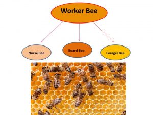 Different types of honeybees