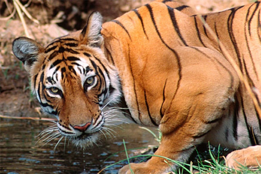 भारत में बाघों की संख्या बढ़ी है