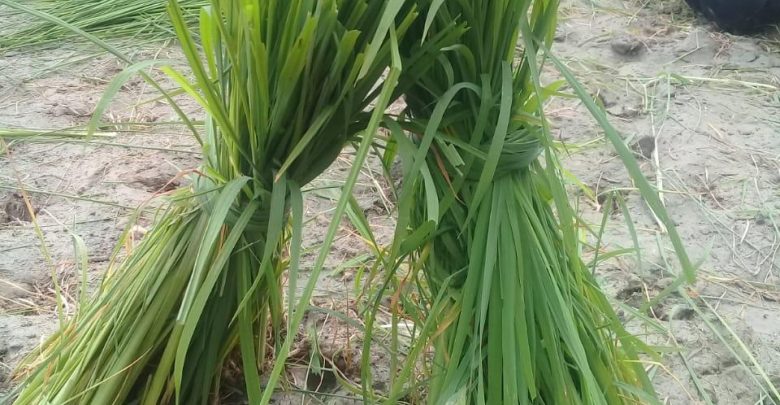 काला नमक धान की पौध रोपाई