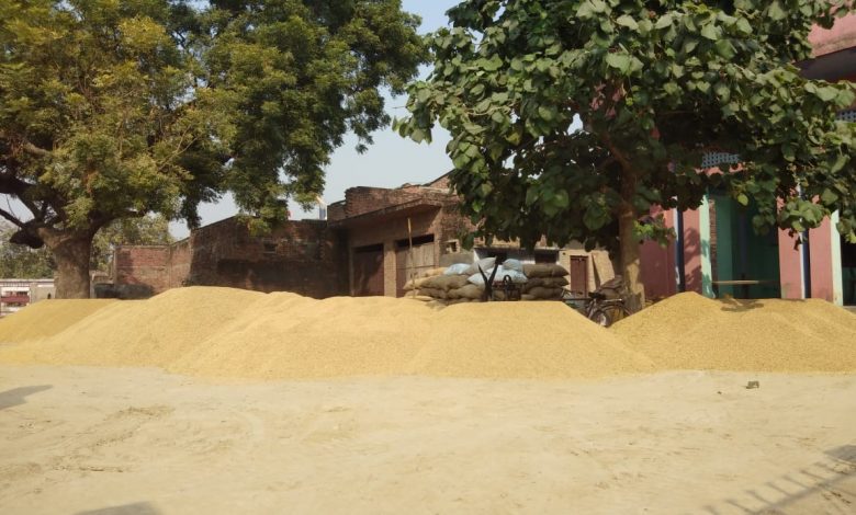 धान