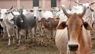 Photo of इस दिवाली स्थानीय गाय के गोबर का बढ़ा उत्पादन