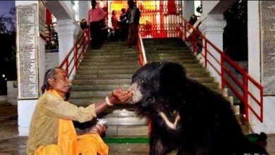 Photo of इस मंदिर में भालू माँ चंडी की करते है पूजा, इनका मंदिर मेंं आना मन जाता है चमत्कार