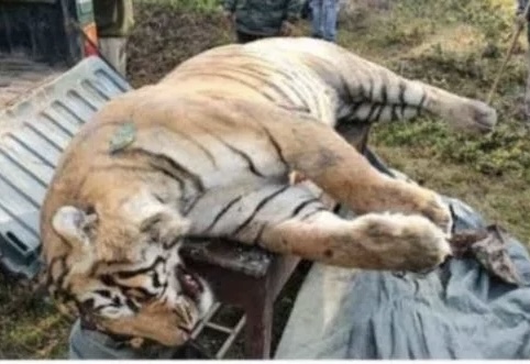 उत्तराखंड जिम कोर्बेट नेशनल पार्क में बाघ की मौत