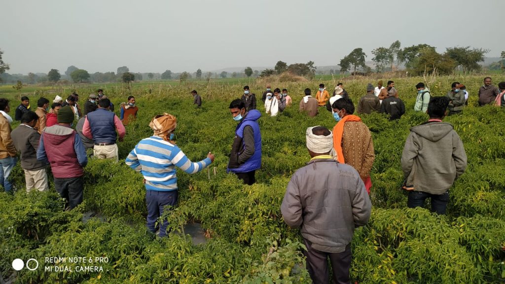  कुसमी में मिर्च की फसल का निरीक्षण करने पहुंची उद्यानिकी व कृषि विभाग के अधिकारियों सहित किसानों की टीम. 