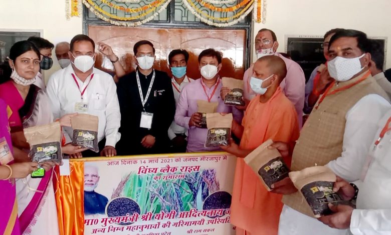 मिर्जापुर में काला चावल 'विन्ध्य ब्लैक राइस’ का शुभारम्भ
