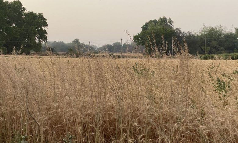 Indian Agriculture policy