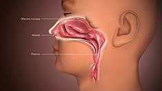 Photo of आपकी नाक और साँसों में छिपा है कोरोना का इलाज