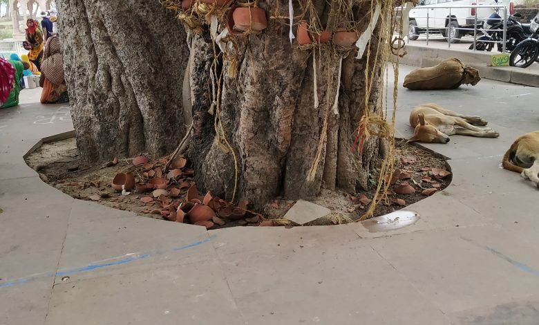 एक पीपल के पेड़ का क्रंदन