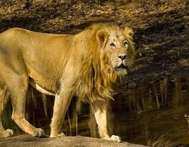 हैदराबाद के जू में आठ एशियाई शेर कोरोना पॉजिटिव