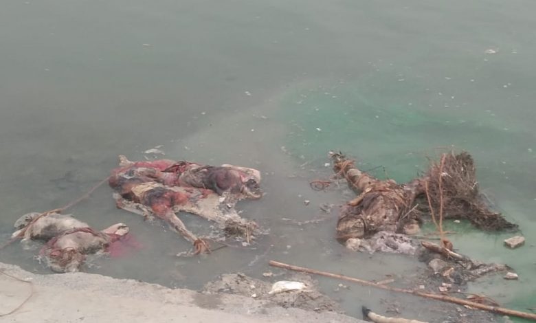 गंगा में तैरती लाशें