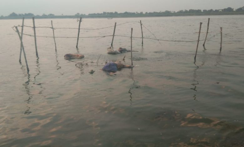 Dead bodies in ganga river