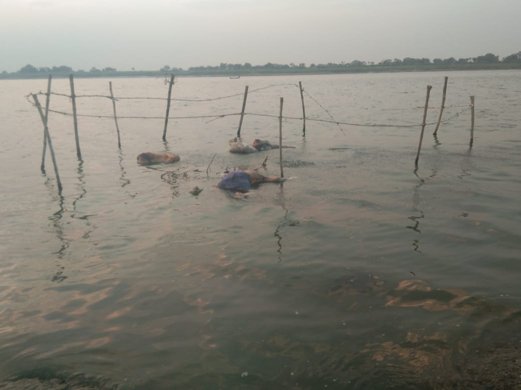 Dead bodies in ganga river