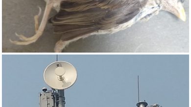 Photo of पक्षियों पर मोबाइल टावरों का प्रतिकूल प्रभाव