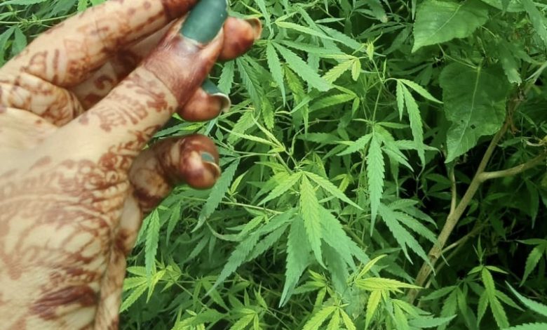 Rise of hemp as medicine