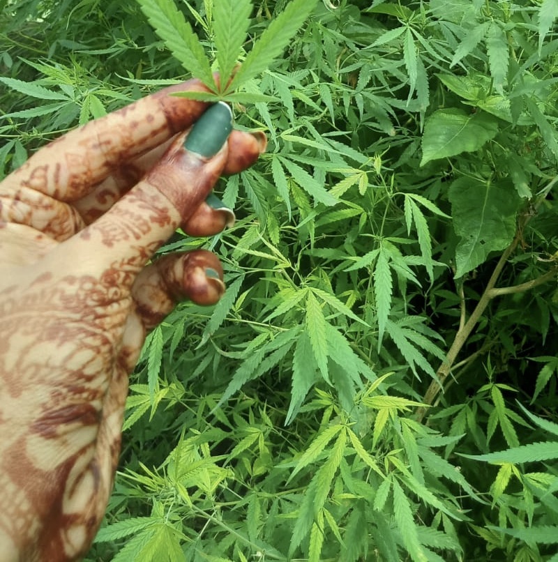 Rise of hemp as medicine