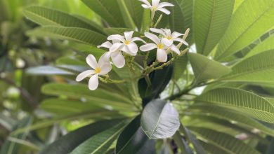 Photo of 11August News Agenda – आज हरियाली तीज