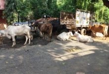Photo of गाय को राष्ट्रीय पशु घोषित करने की मांग: मुस्लिम संगठनों के रुख और हिंदू नेताओं  की बेचैनी का आर्थिक व राजनीतिक यथार्थ