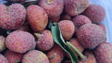 Photo of कभी चखा है आपने ‘हिमालयन स्ट्रॉबेरी’ भमोर का स्वाद…
