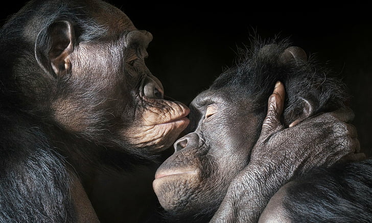 नई डाक्यूमेंट्री : हमारे करीबी रिश्तेदार The Great Apes की भावनाएँ मानव को अपने बारे में क्या बता सकती हैं?