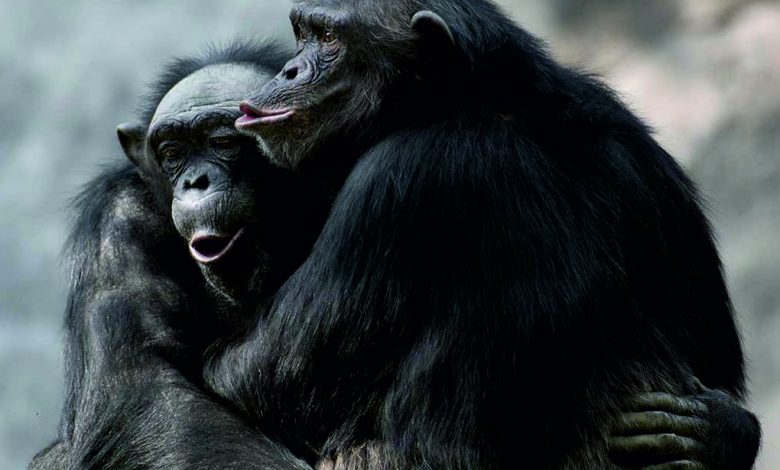 ग्रेट ऐप्स : हाऊ इंटेलीजेंट आर अवर क्लोजेस्ट रिलेटिव्स