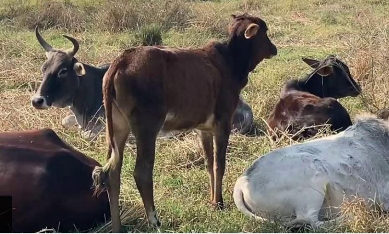 आवारा जानवरों से परेशान किसानों की व्यथा
