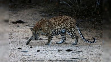 Photo of Leopard Attack: यूपी में तेंदुए ने दो बच्चों को मौत के घाट उतारा