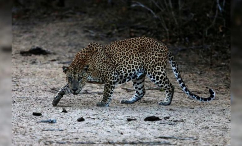 यूपी में तेंदुए ने दो बच्चों को मौत के घाट उतारा