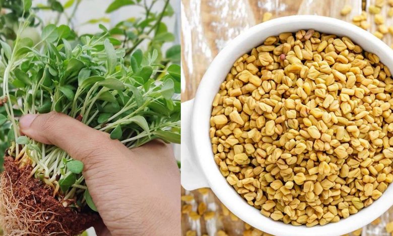 मेथी के फायदे और नुकसान