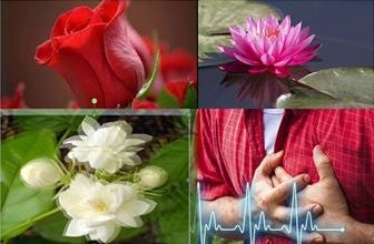 Photo of हृदय के रक्षक- कमल-गुलाब-जूही के फूल