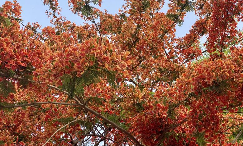 गुलमोहर का पेड़