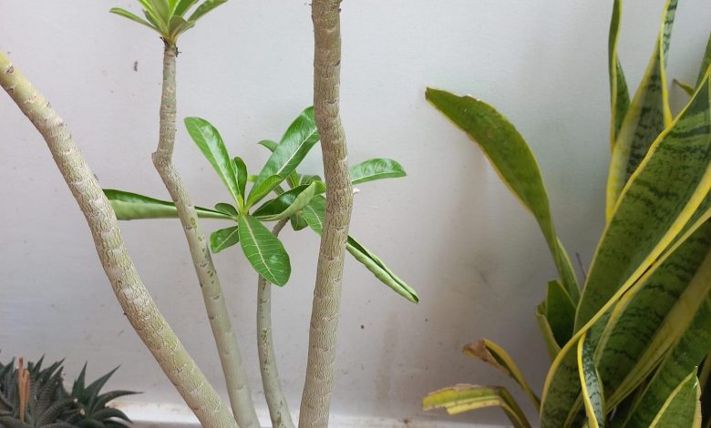 रेगिस्तानी गुलाब