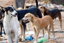 Photo of चाय व्यापारी  Parag Desai  की मौत : आवारा कुत्ते एक बड़ी समस्या