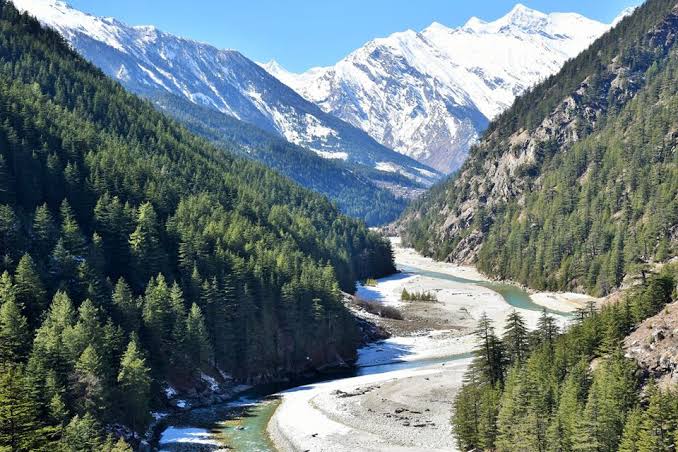 All weather road a threat to Deodar Cedar trees