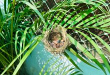 Photo of A Bulbul’s Nest in My Courtyard | मेरे आँगन में बुलबुल का बसेरा