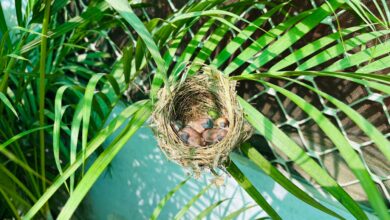 Photo of A Bulbul’s Nest in My Courtyard | मेरे आँगन में बुलबुल का बसेरा