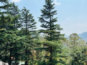 Oak Trees Kausani