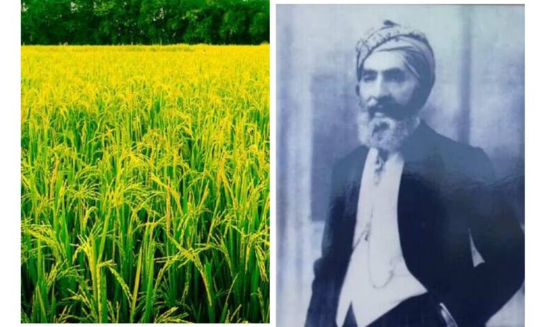 Basmati rice and Yaqub Khan