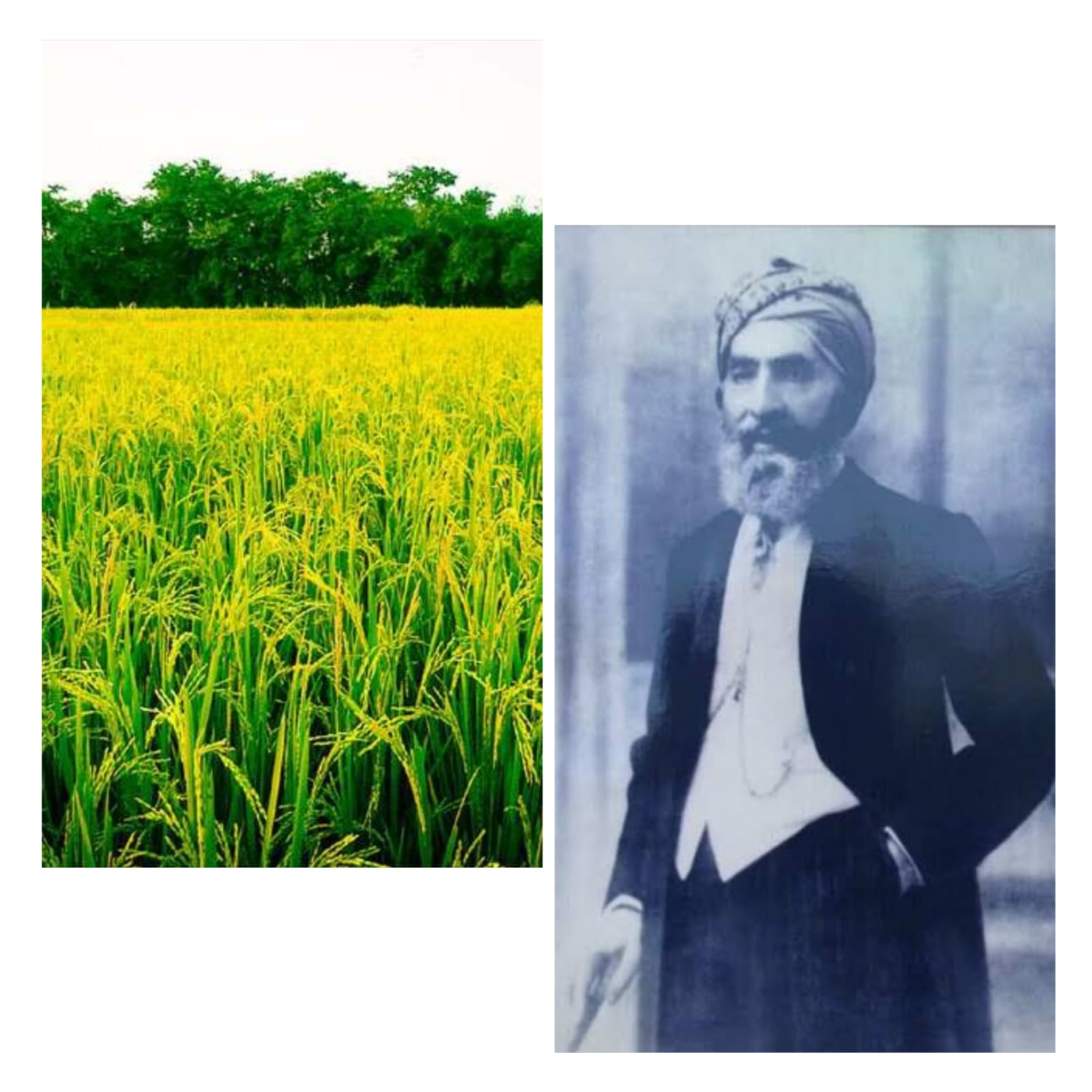 Basmati rice and Yaqub Khan