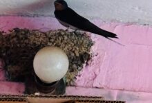 Photo of 🐦 A Guest from Africa: The Barn Swallow’s Visit to Ramgarh, Uttarakhand