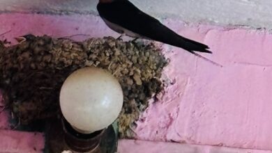 Photo of 🐦 A Guest from Africa: The Barn Swallow’s Visit to Ramgarh, Uttarakhand