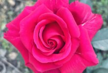 Photo of Nurturing Love: Gandhi and Lennon’s Lesson for Valentine’s Day