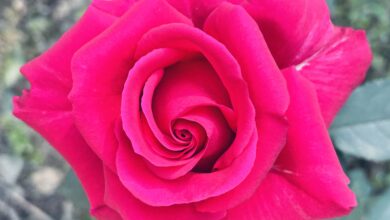 Photo of Nurturing Love: Gandhi and Lennon’s Lesson for Valentine’s Day