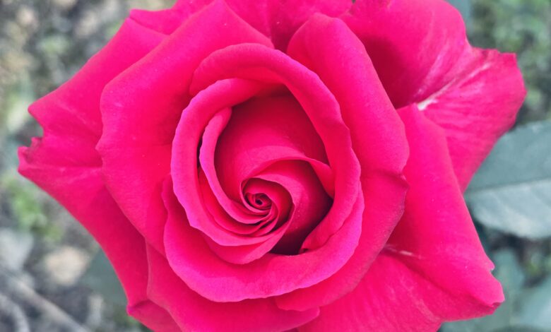 Rose flower the symbol of love